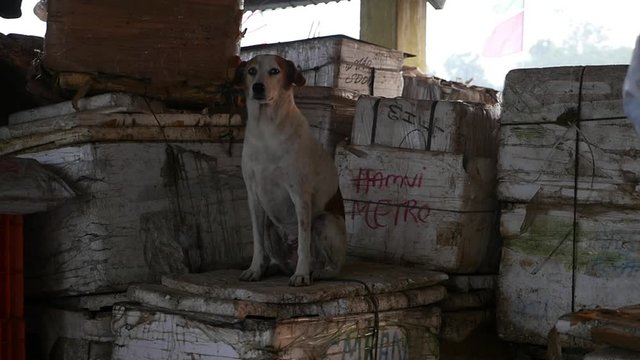 Dog sitting on a box with Dirty background 
