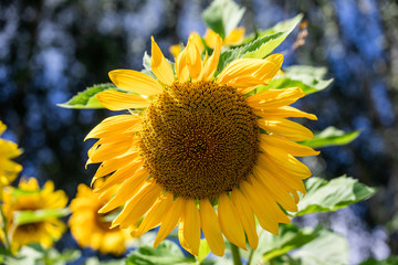 Beautiful yellow sunflowers in the garden in summer.