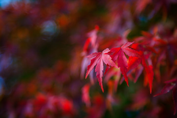 赤く色づいた紅葉の葉