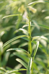 Okra plant with little okras on it getting ready for harvesting close up view