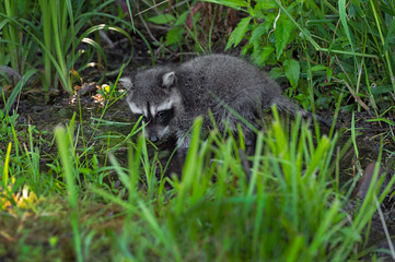 Raccoon (Procyon lotor) Wades in Small Stream With Grass Summer