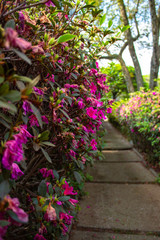 Folhas - arbustos - arvores no parque