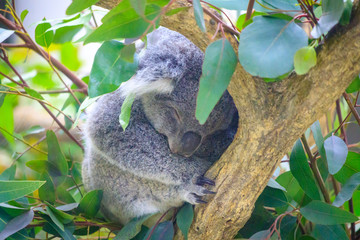 木の上で眠るコアラ