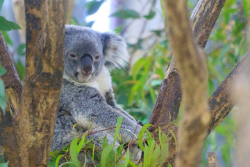 木の上のコアラ