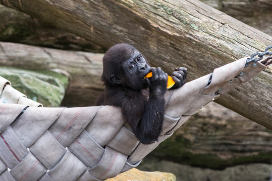 Baby Gorilla eating