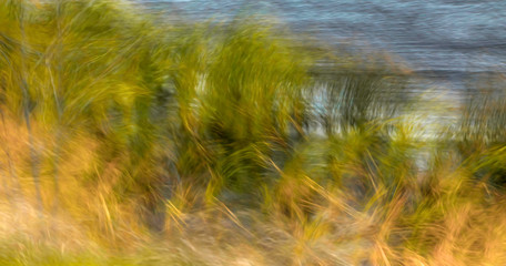 Wild grasses in motion on water's edge long exposure