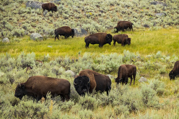 Bison herd grazing in Yellowstone National Park