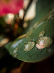 rain drops on a leaf