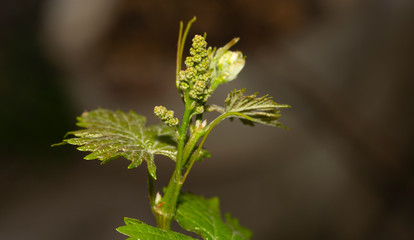 Young, green shoots on a grape Bush. Wine-making. Viticulture-vine flowers on a greenery background. Technology of wine production in Moldova.