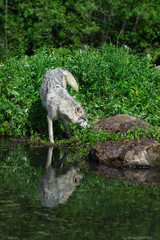 Naklejka na ściany i meble Grey Wolf (Canis lupus) and Pup Touch Noses Behind Rock Reflection Summer