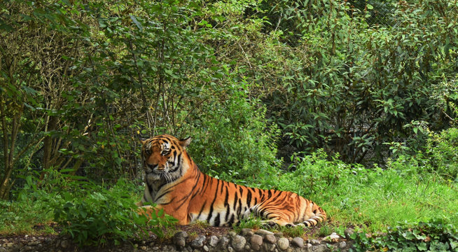 Siberian Tiger. Panthera tigris in Tierpark Helabrun, Munich Zoo, Germany on august 23,2020