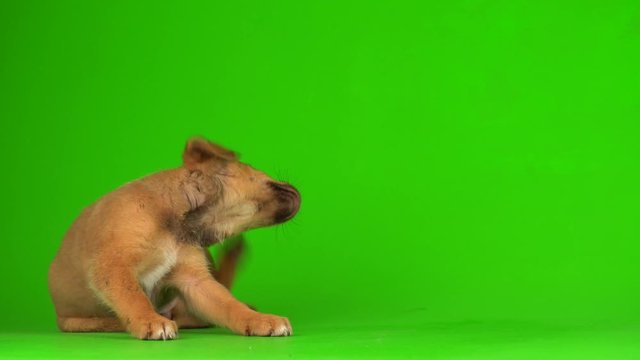 puppy dog small fluffy playing on a green background screen 4K video