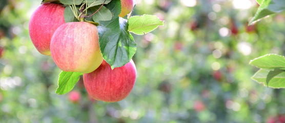 Reife rote Äpfel im Herbst - Apfelbaum und Apfelernte in Südtirol
