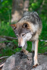 Naklejka na ściany i meble Grey Wolf (Canis lupus) Looks Down From Rock Summer