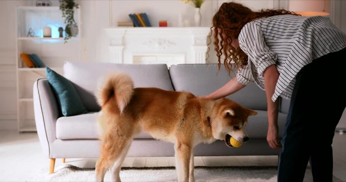 Young Woman playing ball game training cute Akita Inu dog puppy at home in cozy comfortable living room. Smart dog executes a command sits and gives paw.