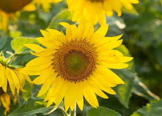 Obraz premium Image of beautiful sunflowers photographed close. Sunflower Flower Blossom.