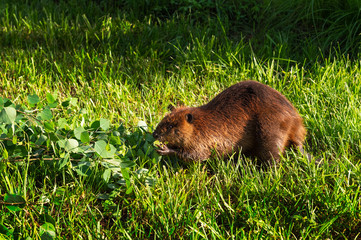 Adult Beaver (Castor canadensis) Munches on Leaves Summer