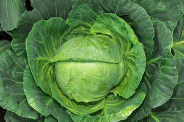 Head of fresh ripe cabbage with green leaves in the garden