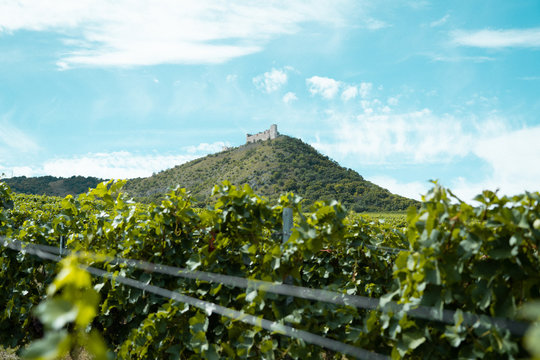 Vineyard in Moravia Pálava