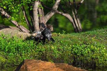 Cross Fox Adult and Kit (Vulpes vulpes) Interact on Island Summer
