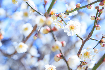 春に咲く梅