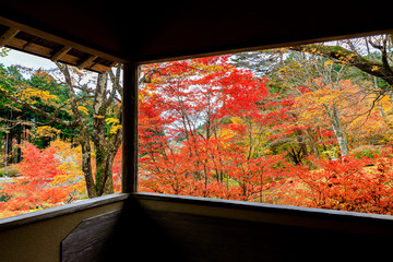 窓から見た美しい紅葉