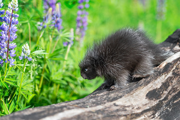 Porcupette (Erethizon dorsatum) Walks Down Log Towards Lupine Summer