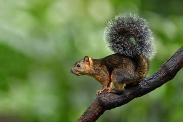 Bangs's mountain squirrel on tree