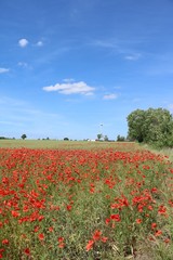 Poppy field in summer at Öland, Sweden