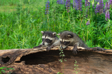 Obraz premium Raccoons (Procyon lotor) Lean Over Edge of Log Lupine Behind Summer