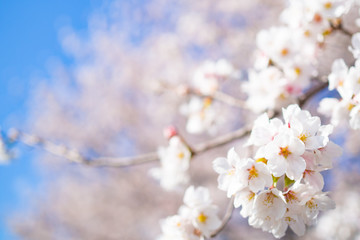 満開の桜と青空