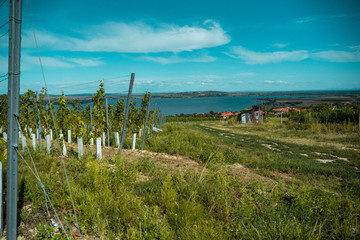 Fototapeta na wymiar Vineyards in Southern Moravia