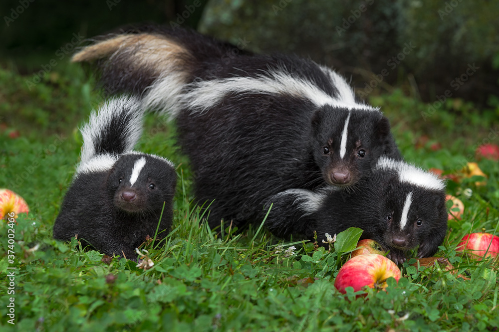 Wall mural Striped Skunk (Mephitis mephitis) Doe and Two Kits in Apple Strewn Grass Summer