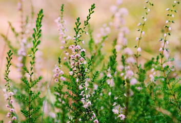 Obraz premium Heather blooms