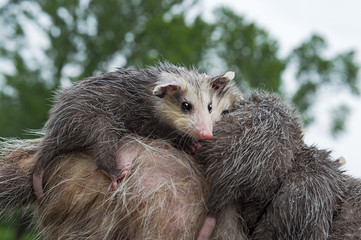 Obraz premium Wet Virginia Opossum Joeys (Didelphis virginiana) Lined Up on Mothers Back Summer
