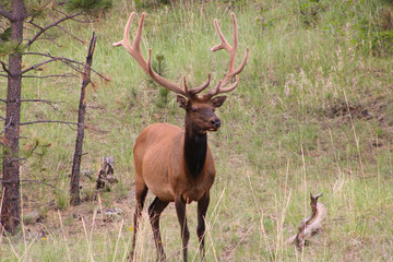Naklejka na ściany i meble Elk in backcountry New Mexico