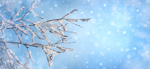 Christmas background with snow, bokeh. The branches of the tree are covered with frost on the blue backgrop of the sky.