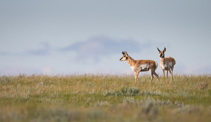 Pronghorn