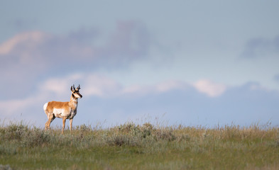 Pronghorn