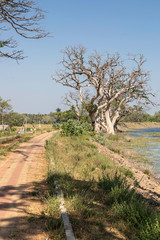 Sri Lanka, temples and landscape around Sigiria and the Liobs Rock