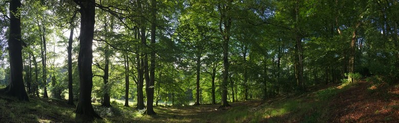 Obraz premium Panoramic of Irish native woodland, primary forest. Early autumn, sun setting