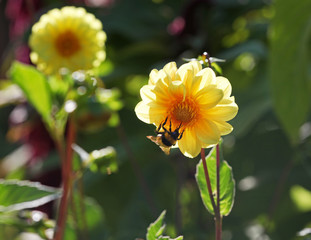 Yellow Dahlia flower growing in the garden