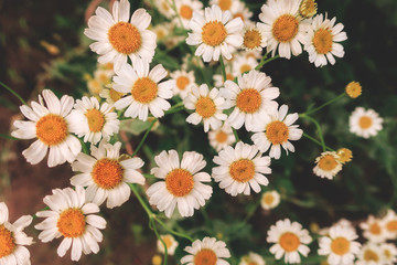 Field meadow of wild daisies chamomile flowers in summertime as summer retro vintage floral herbal botanical pattern wallpaper                  