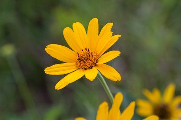 Macro art view of a single yellow hairy sunflower (helianthus hirsutus) wildflower blooming in a sunny North American prairie, with defocused background