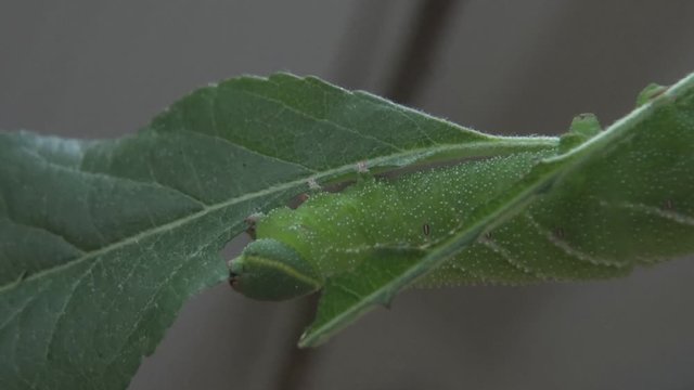 Gr&uuml;ne Raupe isst sich an einem Blatt eines kleinen Apfelbaumes satt. Eines Tages wird aus dieser Raupe ein sch&ouml;ner Schmetterling. Nahaufnahme eines faszinierenden Insektes.