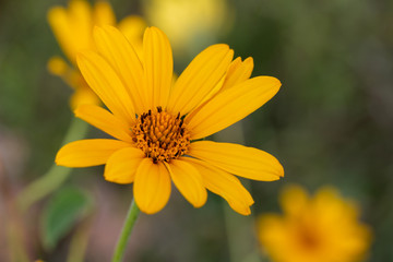 Macro art view of a single yellow hairy sunflower (helianthus hirsutus) wildflower blooming in a sunny North American prairie, with defocused background