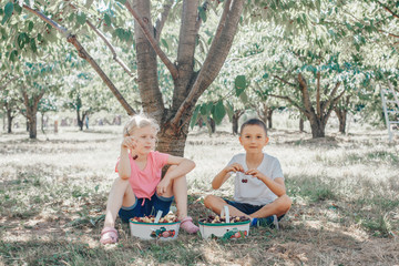 Cute adorable Caucasian children girl and boy picking eating berries on farm. Happy farmers friends gather seasonal cherry harvest  in countryside. Fun kids summer activity outdoors.