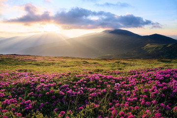 The lawns are covered by pink rhododendron flowers. Scenery of the sunrise at the high mountains....