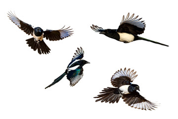 Isolated bird. White background. Bird: Eurasian Magpie. Pica pica.