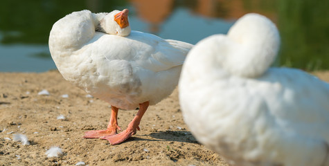Happy animal husbandry: domestic goose preening in the backyard. © GborIstvn